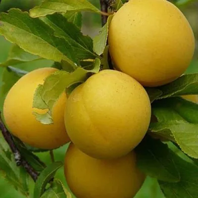 Слива СОЛНЫШКО  Слива СОЛНЫШКО в Махачкале