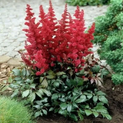 Астильба МОНТГОМЕРИ японская — описание сорта Астильба МОНТГОМЕРИ японская в Махачкале