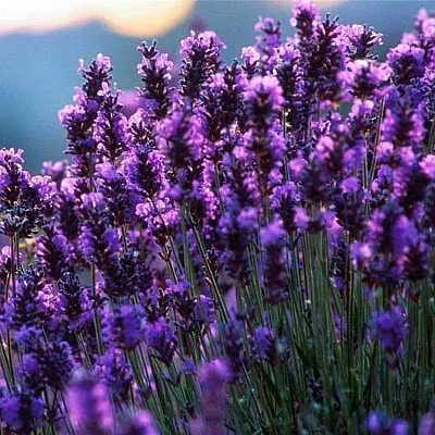 Лаванда  Лаванда в Махачкале