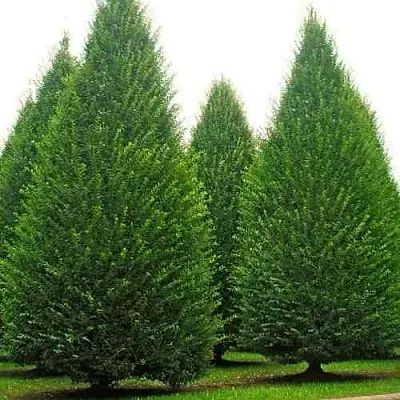 Граб   Граб  в Махачкале