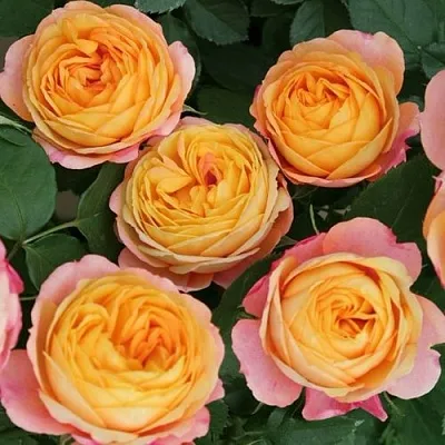 Саженцы роз БЕБИ РОМАНТИКА миниатюрная  Саженцы роз БЕБИ РОМАНТИКА миниатюрная в Махачкале