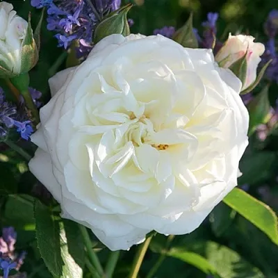 Саженцы роз АЛАБАСТЕР флорибунда в Махачкале