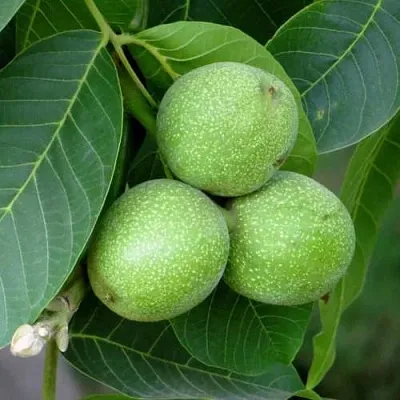 Грецкий орех ЮРИЙ ГАГАРИН  Грецкий орех ЮРИЙ ГАГАРИН в Махачкале