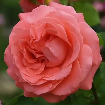 Саженцы роз ДИДИ БРИДЖУОТЕР плетистая  Саженцы роз ДИДИ БРИДЖУОТЕР плетистая в Махачкале