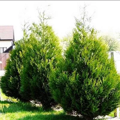 Туя АТРОВИРЕНС складчатая  Туя АТРОВИРЕНС складчатая в Махачкале
