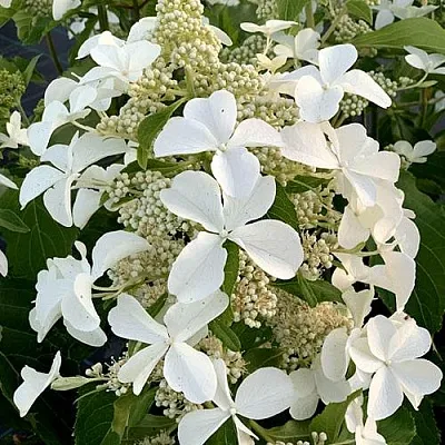 Гортензия ЛЕВАНА метельчатая  Гортензия ЛЕВАНА метельчатая в Махачкале