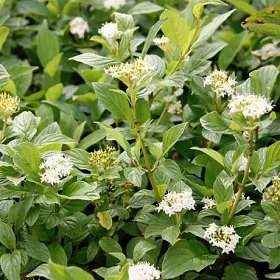 Дерен ФЛАВИРАМЕА отпрысковый   Дерен ФЛАВИРАМЕА отпрысковый  в Махачкале