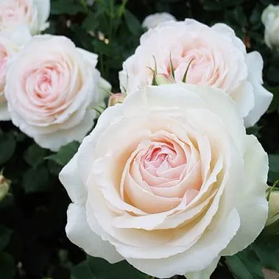 Саженцы роз ПАЛЕ РОЯЛЬ плетистая  Саженцы роз ПАЛЕ РОЯЛЬ плетистая в Махачкале