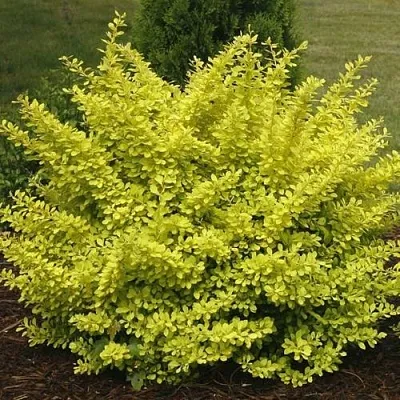 Барбарис АУРЕА тунберга  Барбарис АУРЕА тунберга в Махачкале