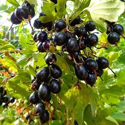 Смородина золотистая ОВАЛЬНАЯ в Махачкале