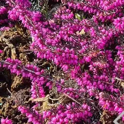 Вереск  Вереск в Махачкале