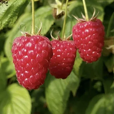 Малина МАПЕМА   Малина МАПЕМА  в Махачкале