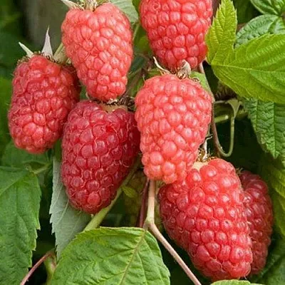 Малина КАСКАД ДЕЛАЙТ  Малина КАСКАД ДЕЛАЙТ в Махачкале