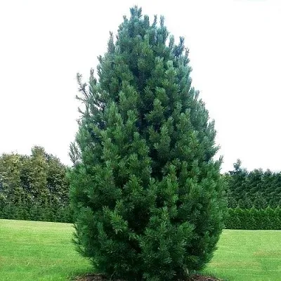 Сосна кедровая   Сосна кедровая  в Махачкале