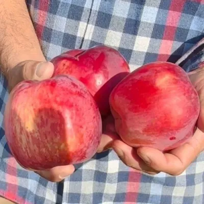 Яблоня ПАМЯТЬ КОВАЛЕНКО в Махачкале