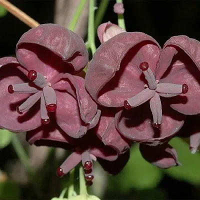 Акебия  Акебия в Махачкале