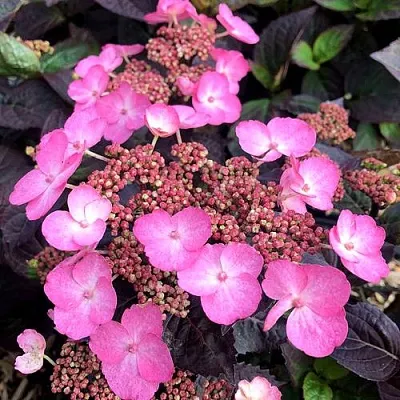 Гортензия ДАРЕДЕВИЛ пильчатая  Гортензия ДАРЕДЕВИЛ пильчатая в Махачкале