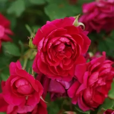 Саженцы роз КВАДРА плетистая  Саженцы роз КВАДРА плетистая в Махачкале