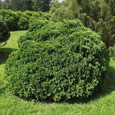 Туя УМБРАКУЛИФЕРА западная  Туя УМБРАКУЛИФЕРА западная в Махачкале