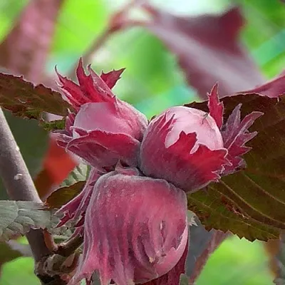 Фундук КАРДИНАЛ  Фундук КАРДИНАЛ в Махачкале