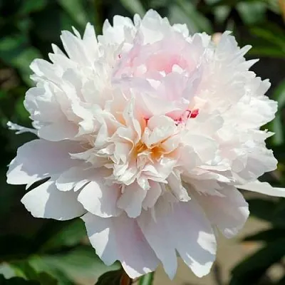 Пион АЛЕРТИ травянистый  Пион АЛЕРТИ травянистый в Махачкале