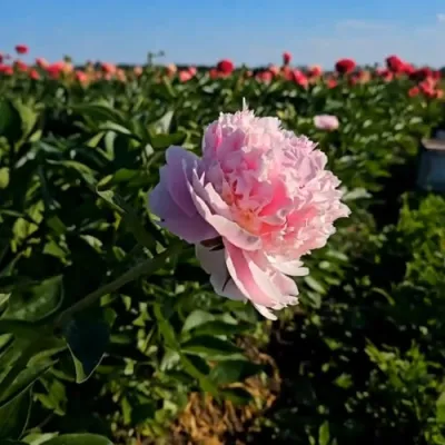 Пион ИМПЕРАТОРСКАЯ НАЛОЖНИЦА древовидный в Махачкале