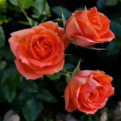 Саженцы роз ОРАНЖ ДЖЕВЕЛ миниатюрная  Саженцы роз ОРАНЖ ДЖЕВЕЛ миниатюрная в Махачкале