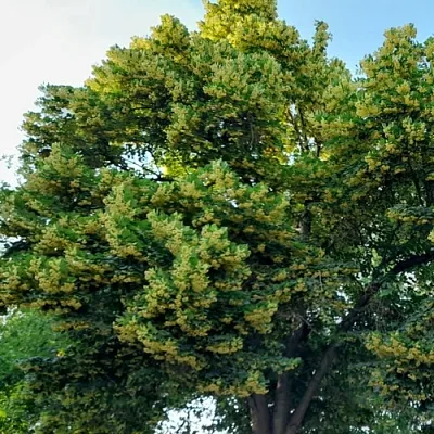 Липа в Махачкале