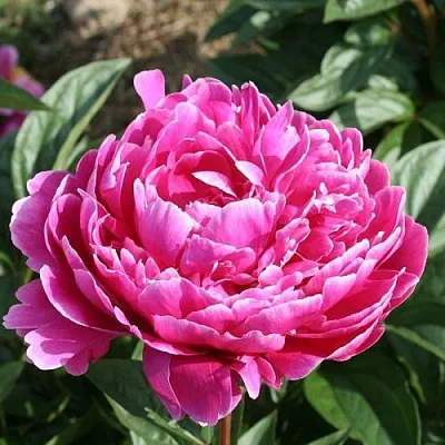 Пион СЕБАСТЬЯН МААС травянистый  Пион СЕБАСТЬЯН МААС травянистый в Махачкале