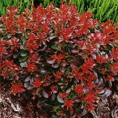 Барбарис КАРМЕН тунберга  Барбарис КАРМЕН тунберга в Махачкале