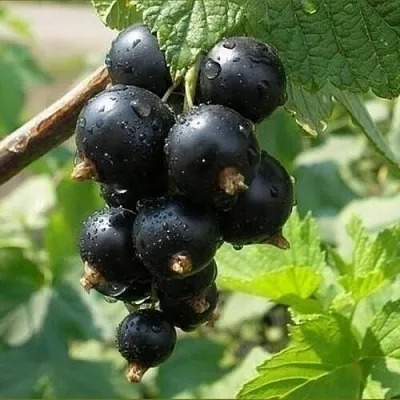 Смородина черная ПИГМЕЙ в Махачкале