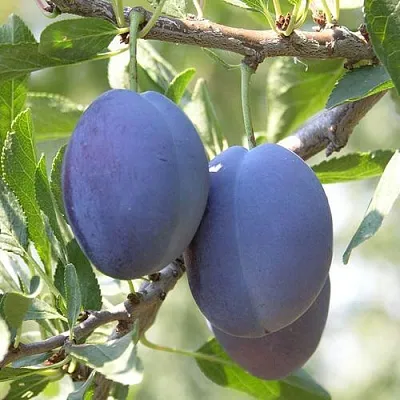 Слива СТЭНЛИ  Слива СТЭНЛИ в Махачкале