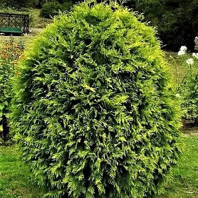 Туя ТИП ТОП западная  Туя ТИП ТОП западная в Махачкале