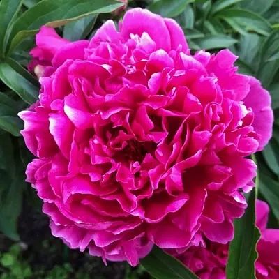 Пион КАРЛ РОЗЕНФЕЛЬД травянистый  Пион КАРЛ РОЗЕНФЕЛЬД травянистый в Махачкале