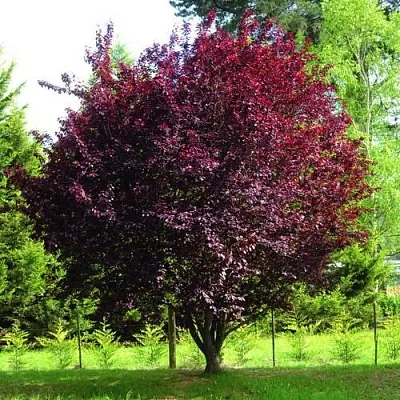 Слива НИГРА растопыреная   Слива НИГРА растопыреная  в Махачкале