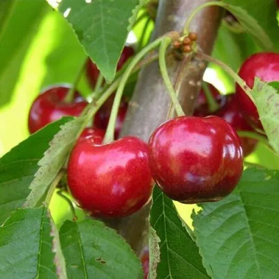 Черешня 15-26-5 — описание сорта Черешня 15-26-5 в Махачкале