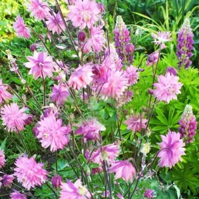 Аквилегия БАРЛОУ ПИНК гибрид МакКаны — описание сорта Аквилегия БАРЛОУ ПИНК гибрид МакКаны в Махачкале