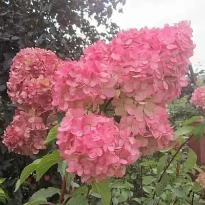 Гортензия АМАРИН метельчатая  Гортензия АМАРИН метельчатая в Махачкале