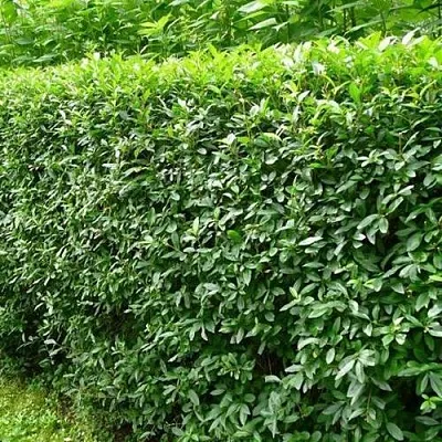 Бирючина обыкновенная  Бирючина обыкновенная в Махачкале