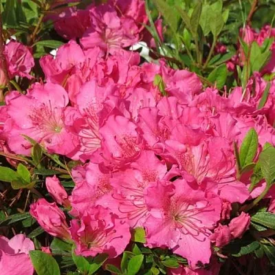 Азалия КИРСТИН японская  Азалия КИРСТИН японская в Махачкале