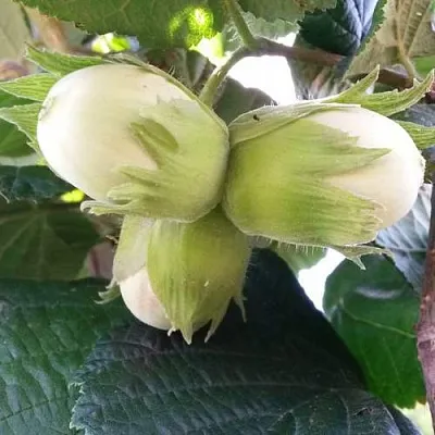 Фундук ЮННАТ  Фундук ЮННАТ в Махачкале