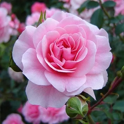 Саженцы роз БОНИКА флорибунда в Махачкале