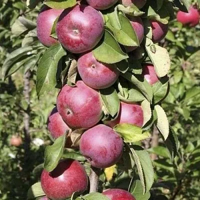 Яблоня ЕСЕНИЯ колонновидная  Яблоня ЕСЕНИЯ колонновидная в Махачкале