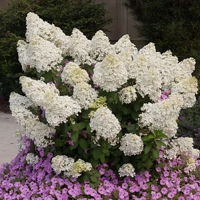 Гортензия БОБО метельчатая  Гортензия БОБО метельчатая в Махачкале