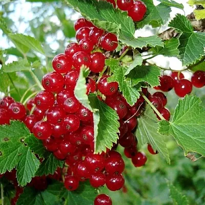 Смородина красная ГОЛЛАНДСКАЯ КРАСНАЯ в Махачкале