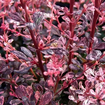 Барбарис АРЛЕКИН тунберга  Барбарис АРЛЕКИН тунберга в Махачкале