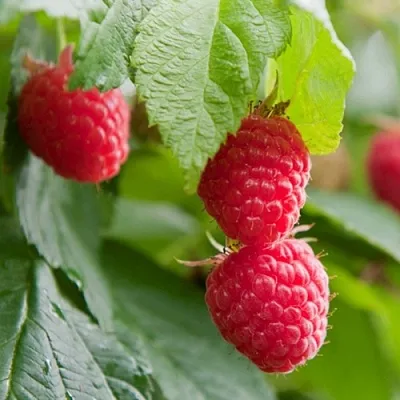 Малина МАРАВИЛЛА  Малина МАРАВИЛЛА в Махачкале