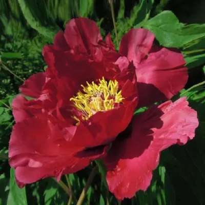 Пион КРАСНЫЙ ЛОТОС древовидный в Махачкале