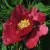 Пион КРАСНЫЙ ЛОТОС древовидный в Махачкале