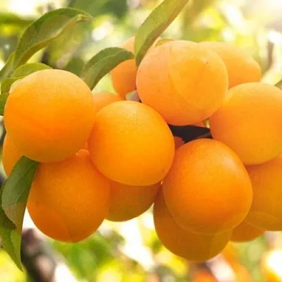 Слива МАРА  Слива МАРА в Махачкале